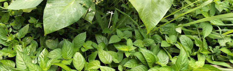 plants along a path